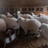 ۱۵ راس بره یکدست سبک وزن هنوز دارن شیر میخورند|حیوانات مزرعه|شهر بابک, |دیوار