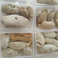 عسل وحشی طبیعی|خوردنی و آشامیدنی|بند زرک, |دیوار