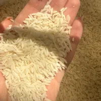 برنج طارم هاشمی مازندران