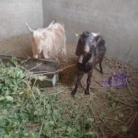 بزغاله فروشی|حیوانات مزرعه|بردسکن, |دیوار