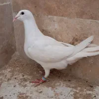 کفتر|پرنده|مشهد, امیریه|دیوار