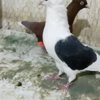 پشت کاکلی نر|پرنده|فرح دشت, |دیوار