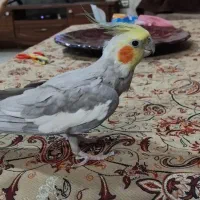 عروس هلندی سرحال