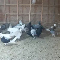 کبوتر|پرنده|اسفراین, |دیوار