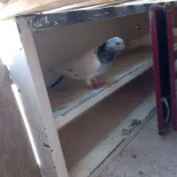 شخی|پرنده|خرمشهر, |دیوار