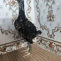 جوجه لاری اوشامو مرغ و خروس اصل دانگ بالا|حیوانات مزرعه|زاهدان, |دیوار