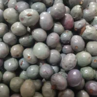 گنوشک .پسته کوهی