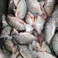 ماهی فروشی سعید|ماهی|شوش, |دیوار