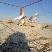 4تا بوتر اس ضربه بوم