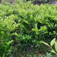 لاوسون  یاس هلندی شمشاد طلایی|خدمات باغبانی و درختکاری|چابکسر, |دیوار