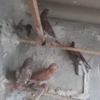 کبوتر جوجه  ۲۰عدد