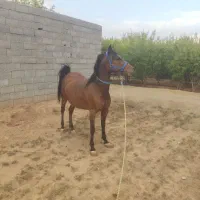 فروش مادیان کرد|اسب و تجهیزات اسب‌سواری|نجف‌آباد, ویلاشهر|دیوار