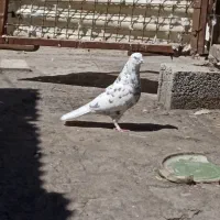 کبوتر پرشی