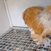 خروس کوشین رنگ لمون