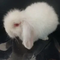 خرگوش لپی اصل