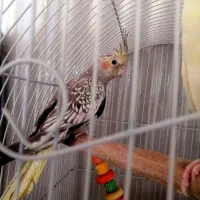 عروس هلندی نر گلباقالی بالغ|پرنده|قرچک, باقرآباد|دیوار