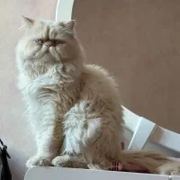 گربه پرشین اصیل لانگ هیر
