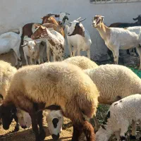 کهره گیسه بز خود بندرعباس با قصابی رایگان|حیوانات مزرعه|بندرعباس, |دیوار