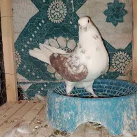 3عدد کبوتر زوردار|پرنده|سرپل ذهاب, |دیوار