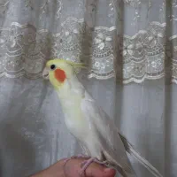 عروس هلندی|پرنده|تهران, شارق|دیوار