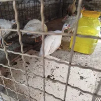 مرغ شاخدار