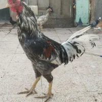 خروس لاری اصیل نسل افغان
