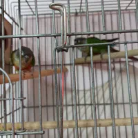 طوطی مولد و نژاددار گرینچیک وعروس هلندی آلبینو|پرنده|سقز, |دیوار