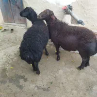 دو عدد قوچ قزل|حیوانات مزرعه|ماهنشان, |دیوار