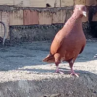 سرخ کاکلی ماده|پرنده|الوند, |دیوار