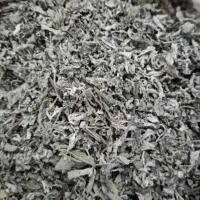 پونه خشک شده