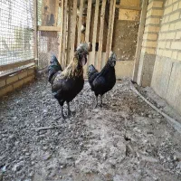 خروس ایام و سمانی