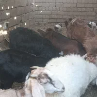 بز تروشت بایک پلات|حیوانات مزرعه|ایرانشهر, |دیوار