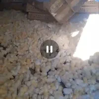 جوجه گوشتی راس