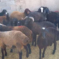 بره  نر چاق|حیوانات مزرعه|تهران, بهارستان|دیوار