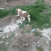 سگ ماده....الابای