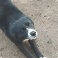 سگ.