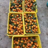 فروش نارنگی|خوردنی و آشامیدنی|کلاچای, |دیوار