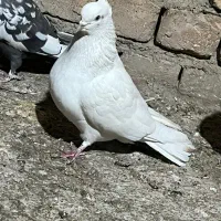 پرشی کار درست|پرنده|پیر بکران, |دیوار