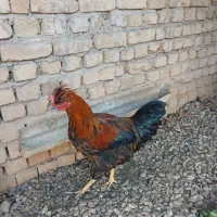 خوروس  کاکلی