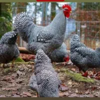 آمروک آمریکایی پیلموت راک نژاد سه منظوره