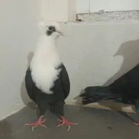 جفت کربلایی کاکل