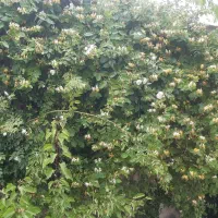 باغ به مساحت ۱۴۰۰ متر|فروش زمین و ملک کلنگی|گلمکان, |دیوار