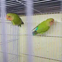 جفت های نر و ماده فروشی