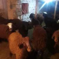 بره نر پای پروار|حیوانات مزرعه|محمدبار, |دیوار