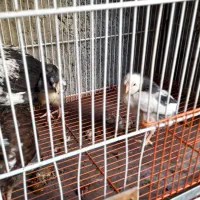 فروش جوجه گلین ۴۰ روزه|حیوانات مزرعه|قائمشهر, |دیوار