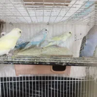 مرغ عشق شاد شنگول خوش رنگ 150|پرنده|مشهد, نیزه|دیوار
