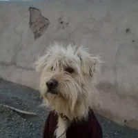 پاپی پشمالو|سگ|تربت‌حیدریه, پائین ولایت|دیوار