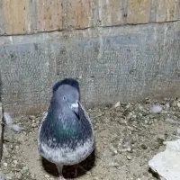 نر و ماده ظمانت تخم جوجه|پرنده|نیک شهر, |دیوار