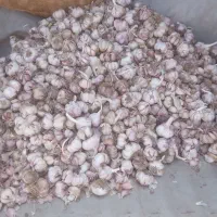 سیر کوکان