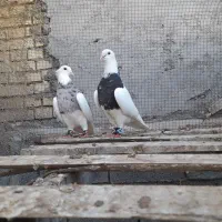 طوقی فر کن